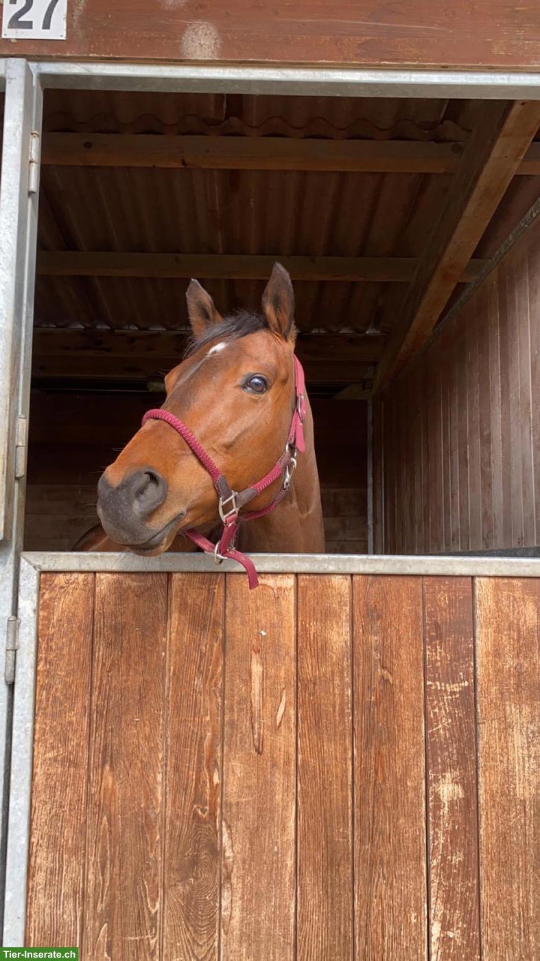 Englisches Vollblut, Wallach, 7-jährig, toller Allrounder