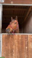 Englisches Vollblut, Wallach, 7-jährig, toller Allrounder