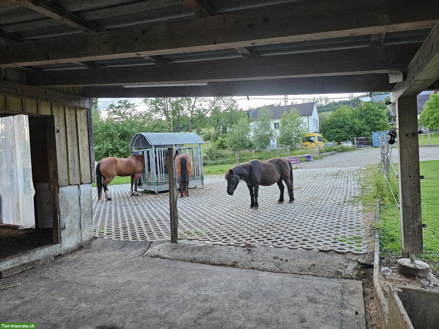 Bild 10: Allergiker-Pensionsplatz frei in Lustdorf TG