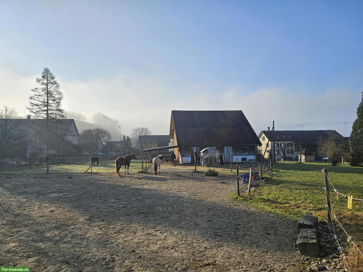 Bild 2: Allergiker-Pensionsplatz frei in Lustdorf TG