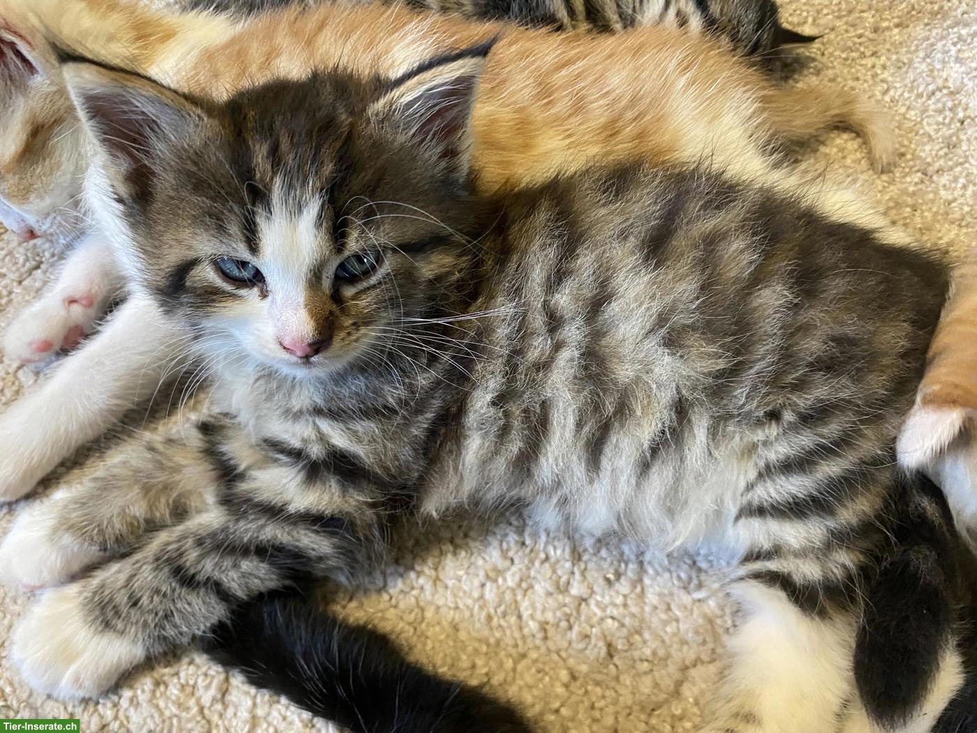 Langhaar Maine Coon Mix Kätzchen, weiblich