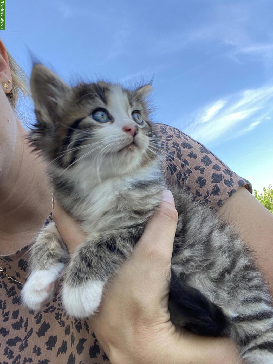 Bild 2: Langhaar Maine Coon Mix Kätzchen, weiblich