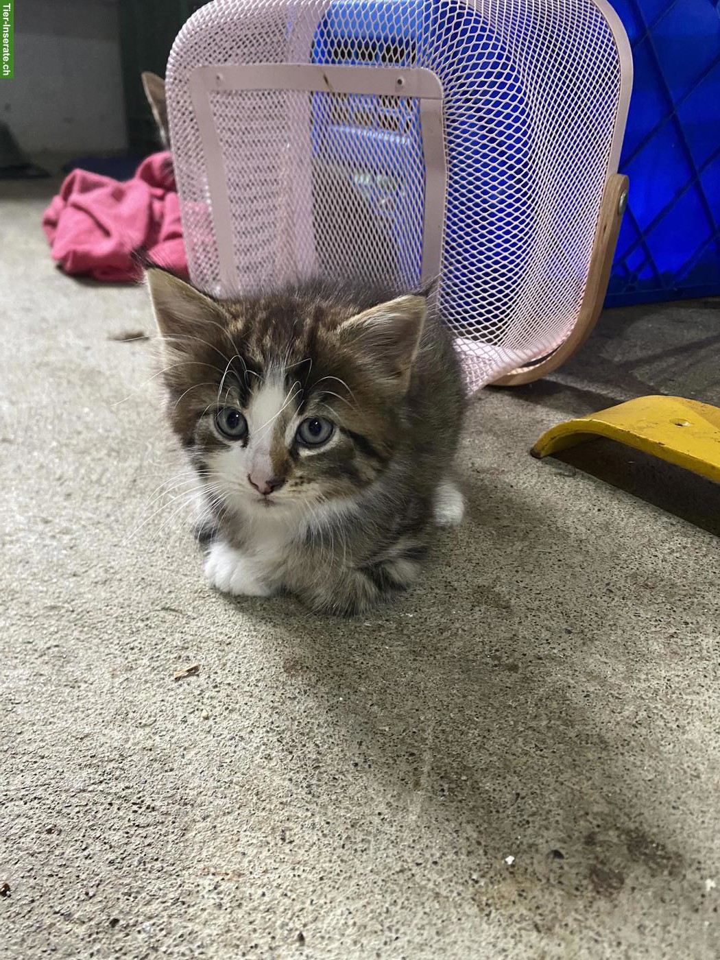 Bild 3: Langhaar Maine Coon Mix Kätzchen, weiblich