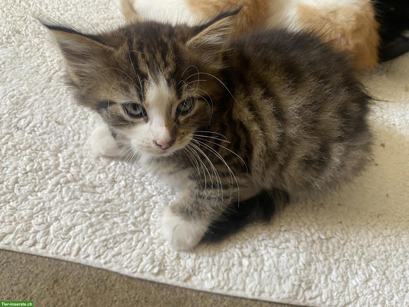 Bild 4: Langhaar Maine Coon Mix Kätzchen, weiblich