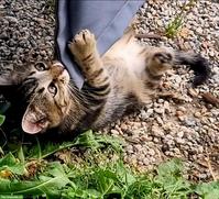 Bengal Mix Kitten abzugeben