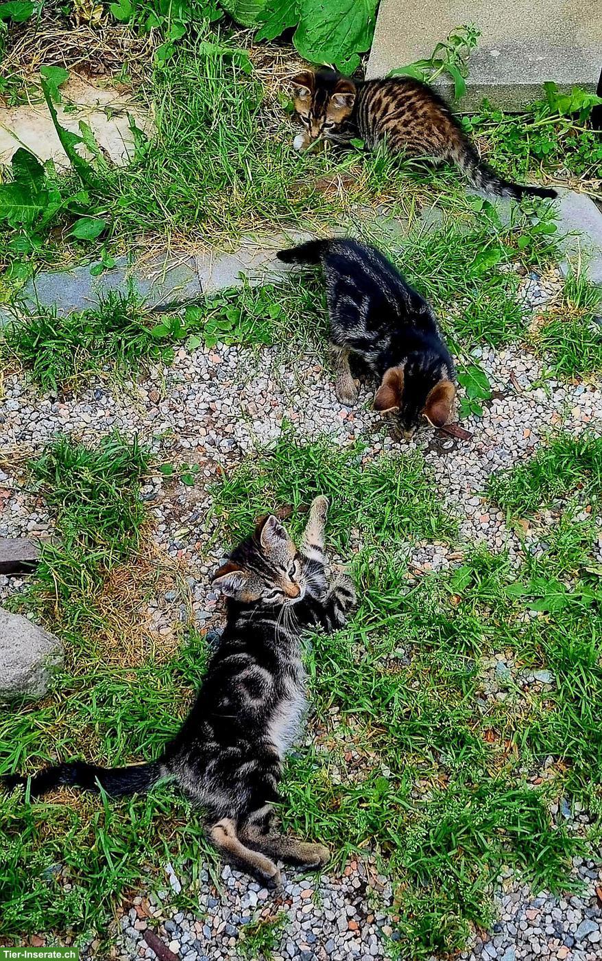 Bild 2: Bengal Mix Kitten abzugeben