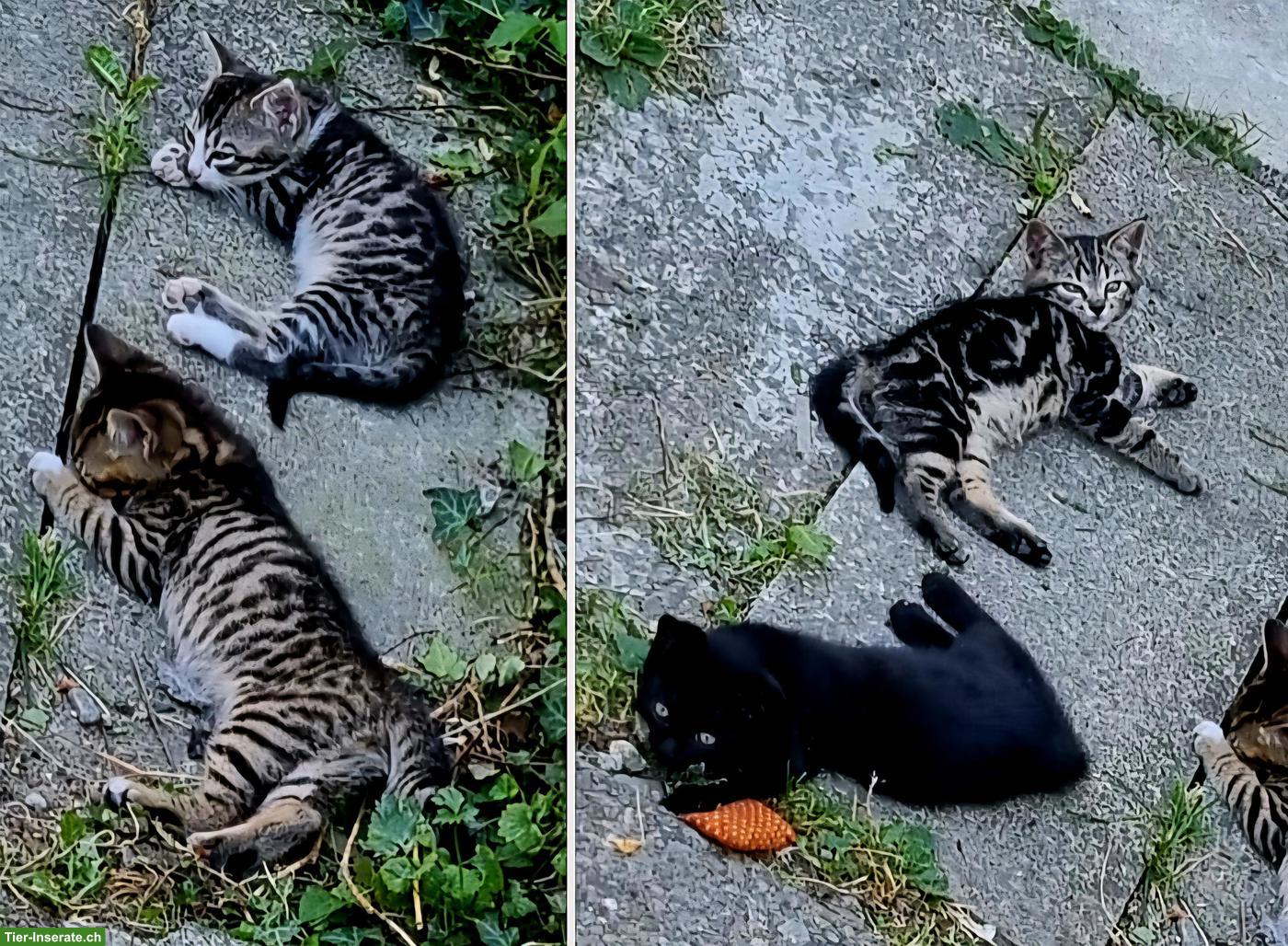 Bild 3: Bengal Mix Kitten abzugeben