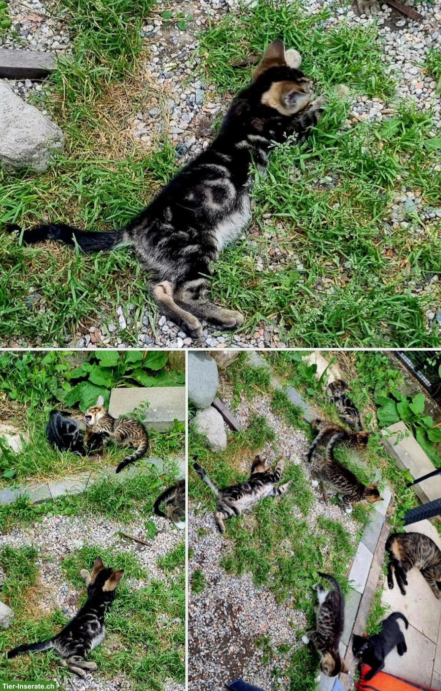 Bild 5: Bengal Mix Kitten abzugeben