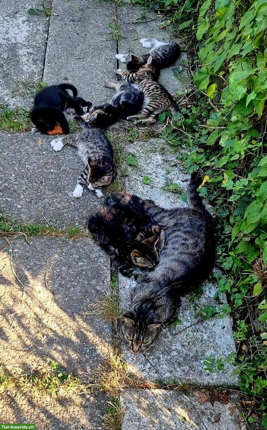 Bild 6: Bengal Mix Kitten abzugeben