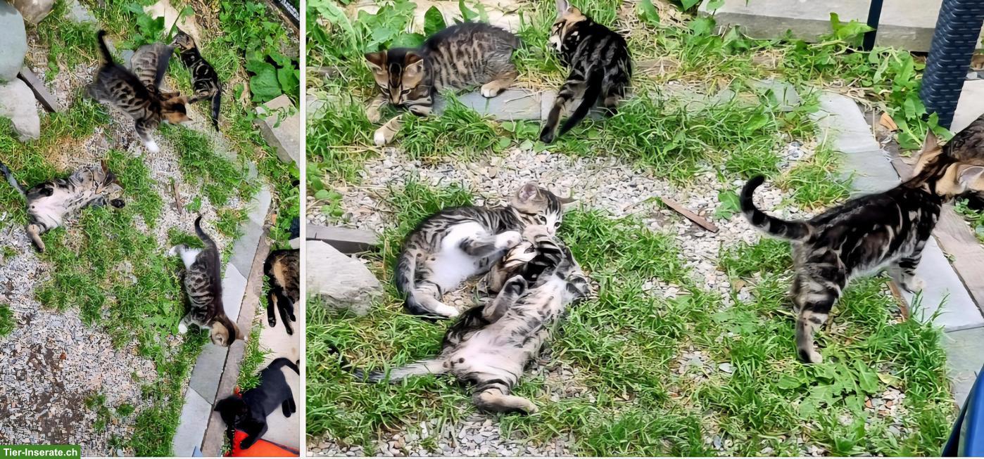 Bild 7: Bengal Mix Kitten abzugeben