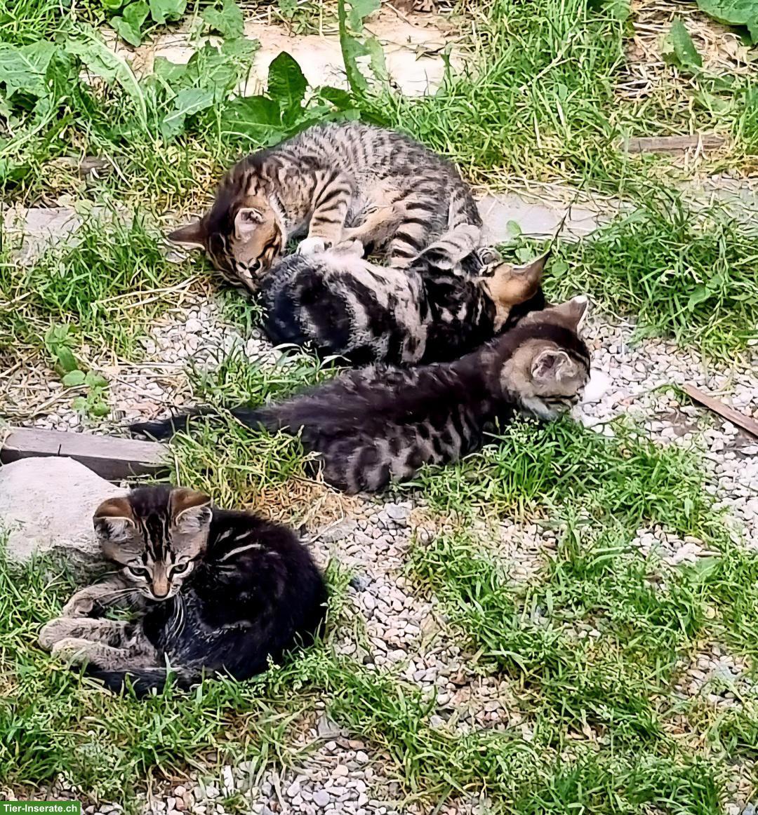 Bild 8: Bengal Mix Kitten abzugeben