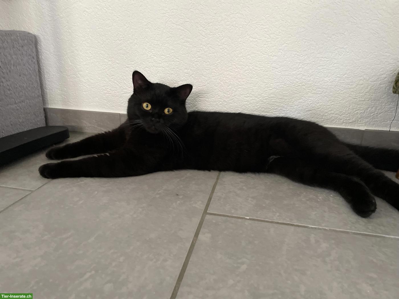 Bild 3: Deckkater BKH chocolate/schwarz