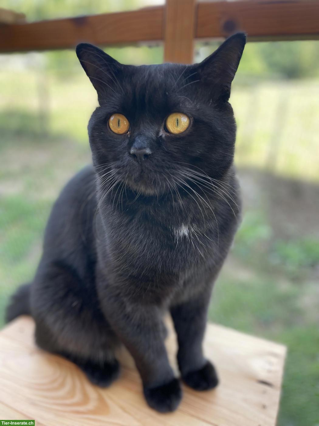 Bild 5: Deckkater BKH chocolate/schwarz