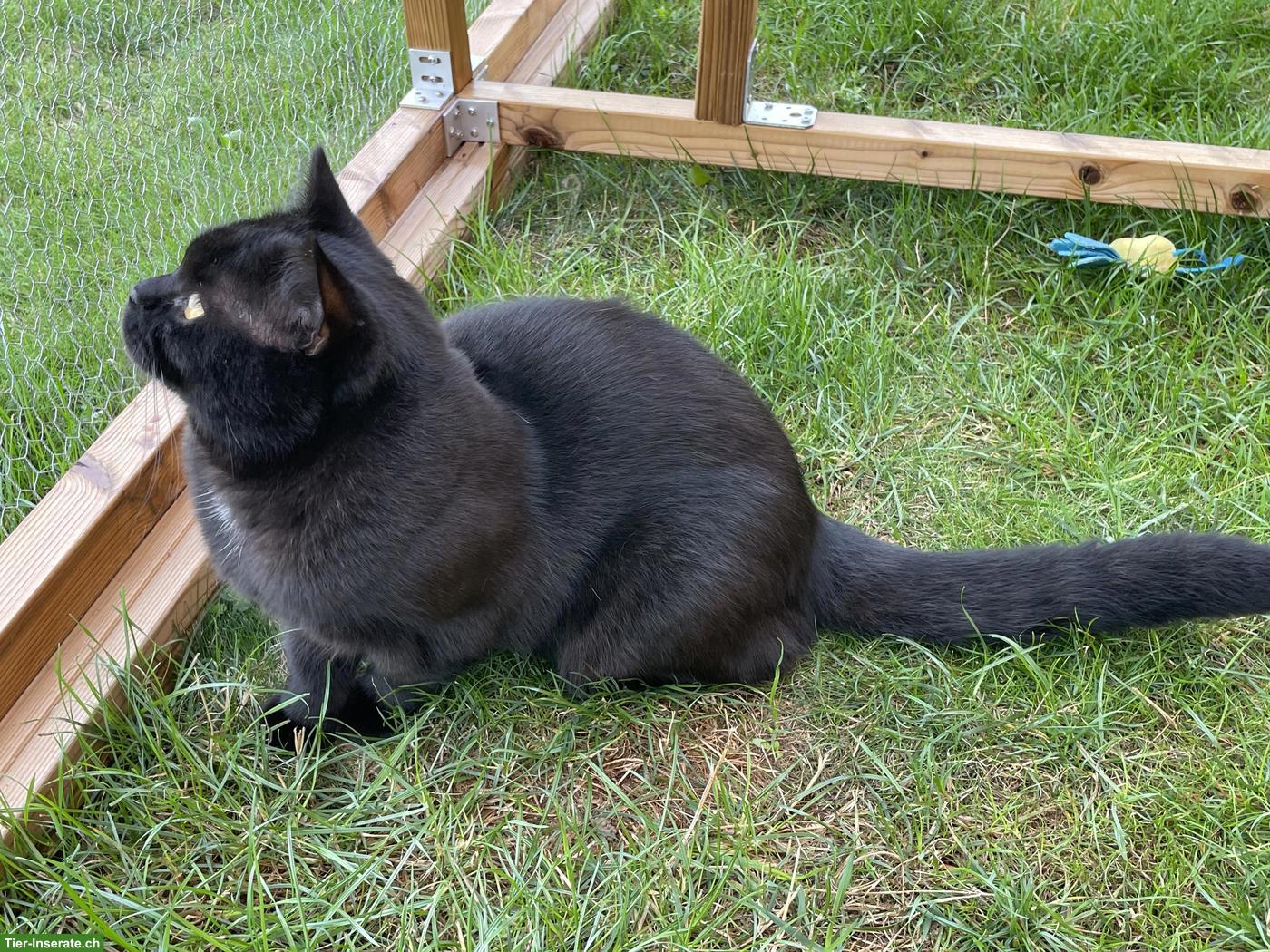 Bild 6: Deckkater BKH chocolate/schwarz