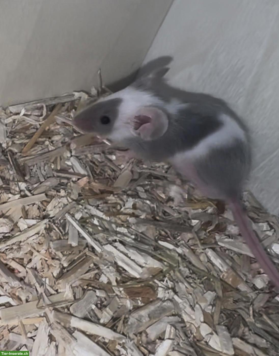 Bild 3: Junge weibliche Farbmäuse