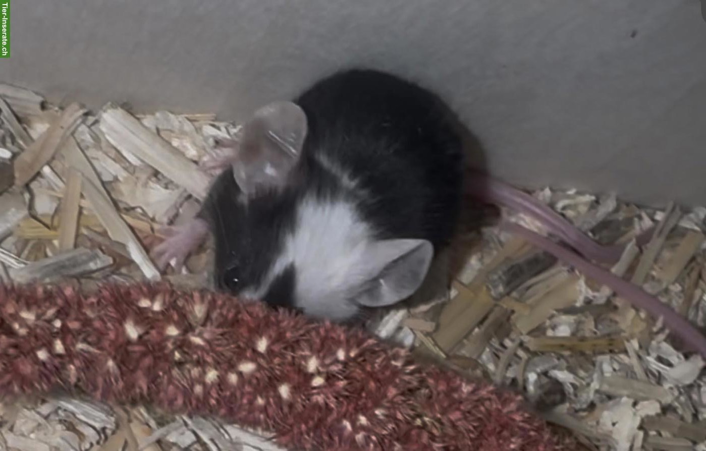 Bild 5: Junge weibliche Farbmäuse