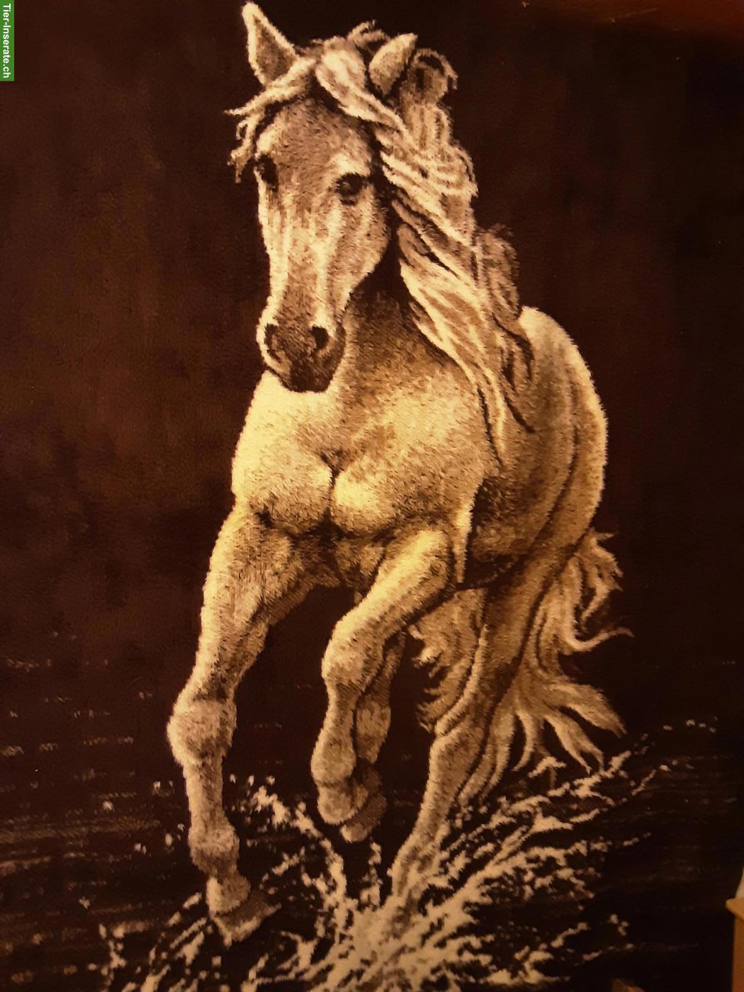 Suche Einstellmöglichkeit für 3-4 Ponys/Kleinpferde