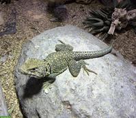 Halsbandleguan, männlich, sucht guten Platz