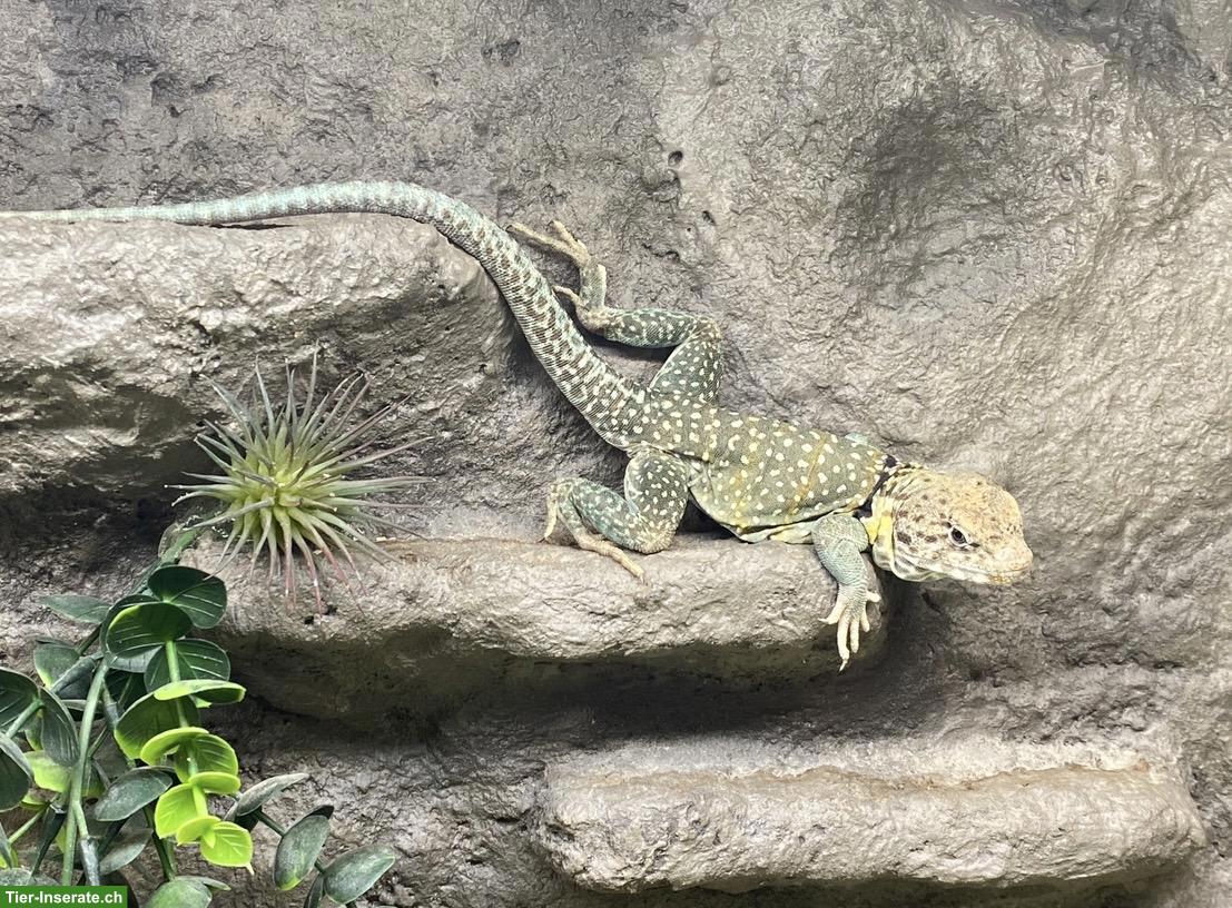 Bild 2: Halsbandleguan, männlich, sucht guten Platz