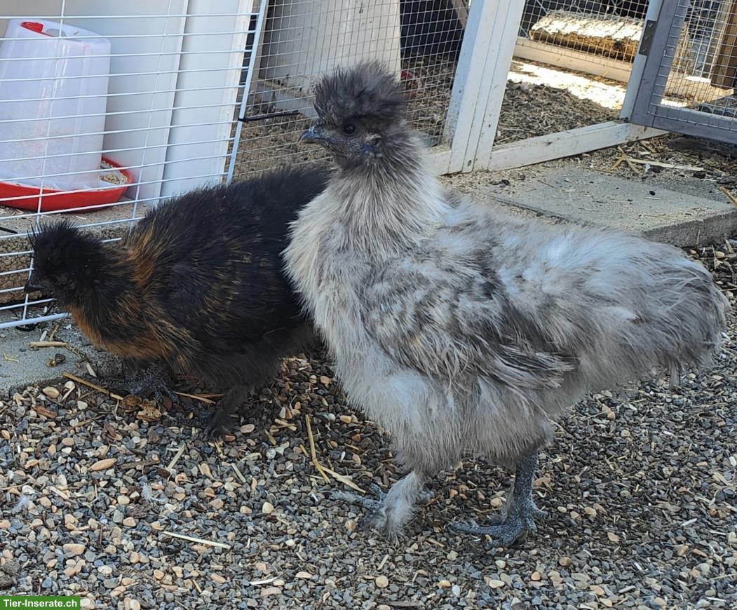 GRATIS: 2 Seidenhuhn Hähne gross und zwerg