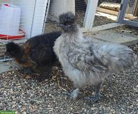 GRATIS: 2 Seidenhuhn Hähne gross und zwerg