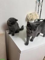 🐱 BKH Kitten suchen ein neues Zuhause