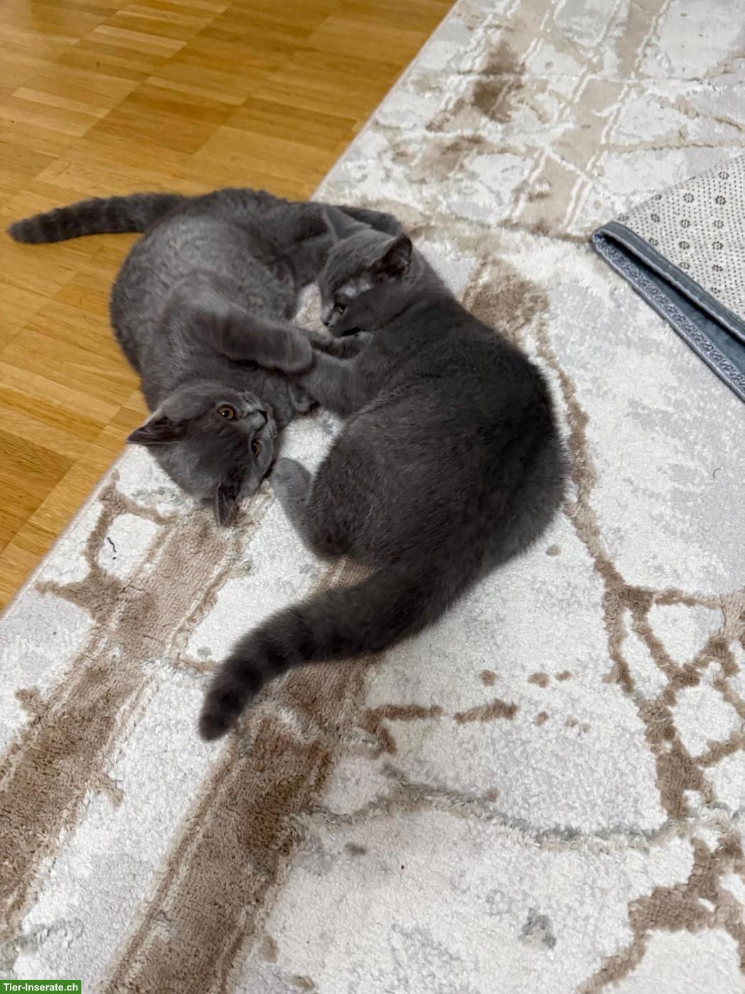 Bild 2: 🐱 BKH Kitten suchen ein neues Zuhause