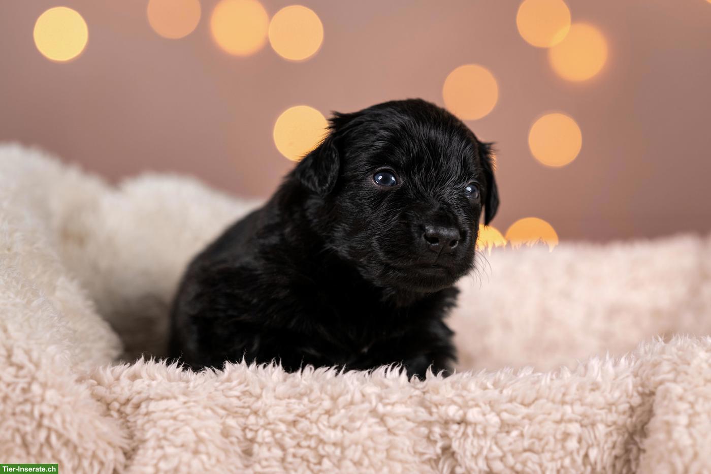 Mini Australian Shepherd Levi sucht noch sein Zuhause