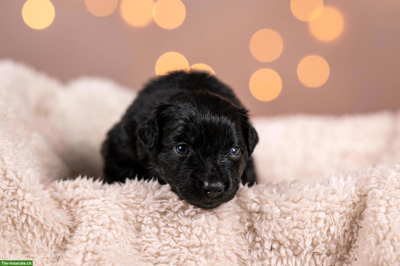 Bild 2: Mini Australian Shepherd Levi sucht noch sein Zuhause