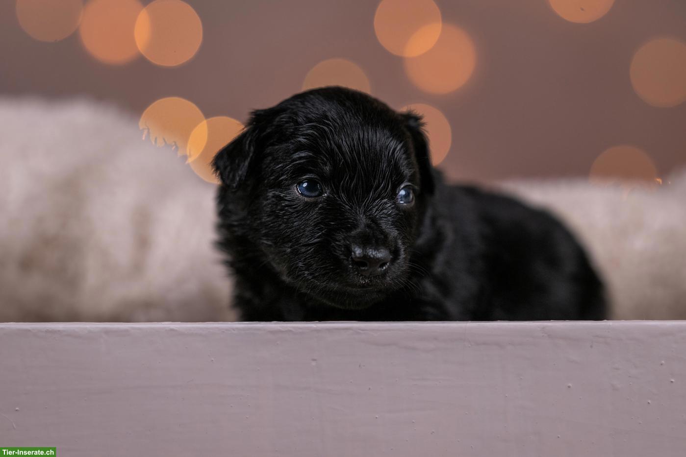Bild 4: Mini Australian Shepherd Levi sucht noch sein Zuhause
