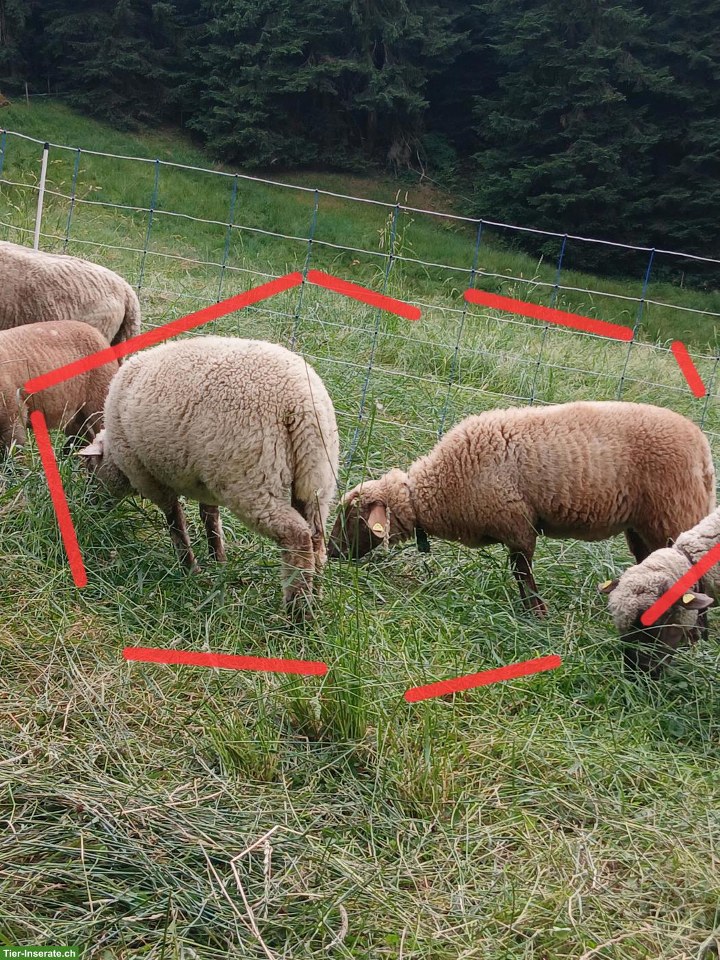 Junge Schafe zu verkaufen, BFS x Nolana Mix