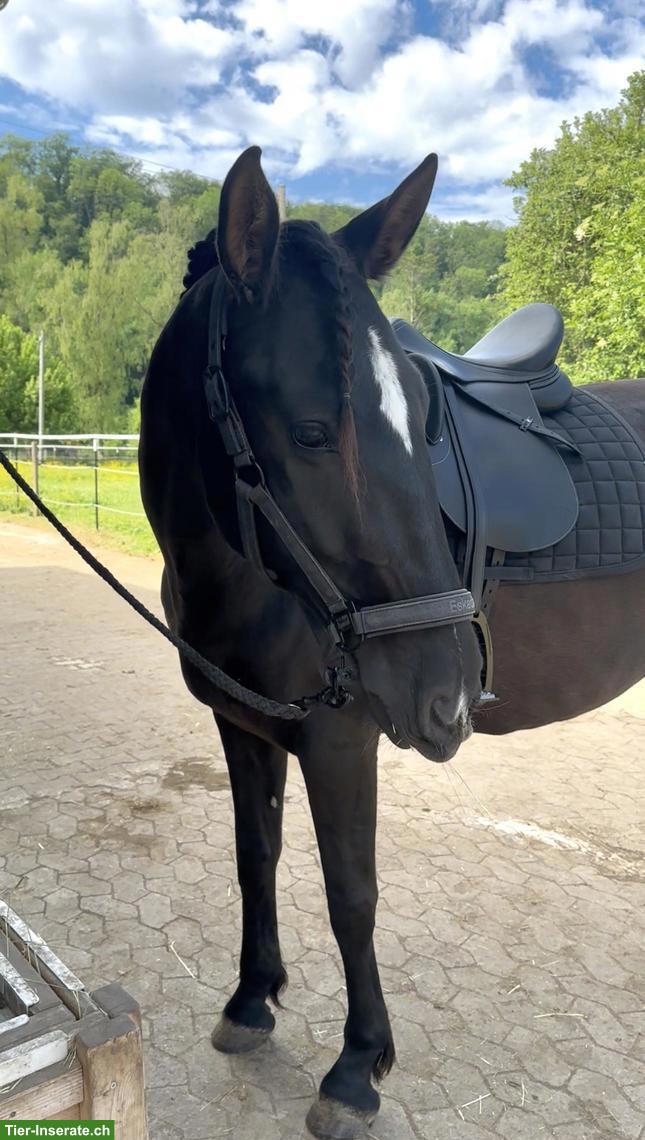 Bild 2: Reitbeteiligung auf 6-jähriger PRE-Stute in Lottstetten (CH-Grenze)