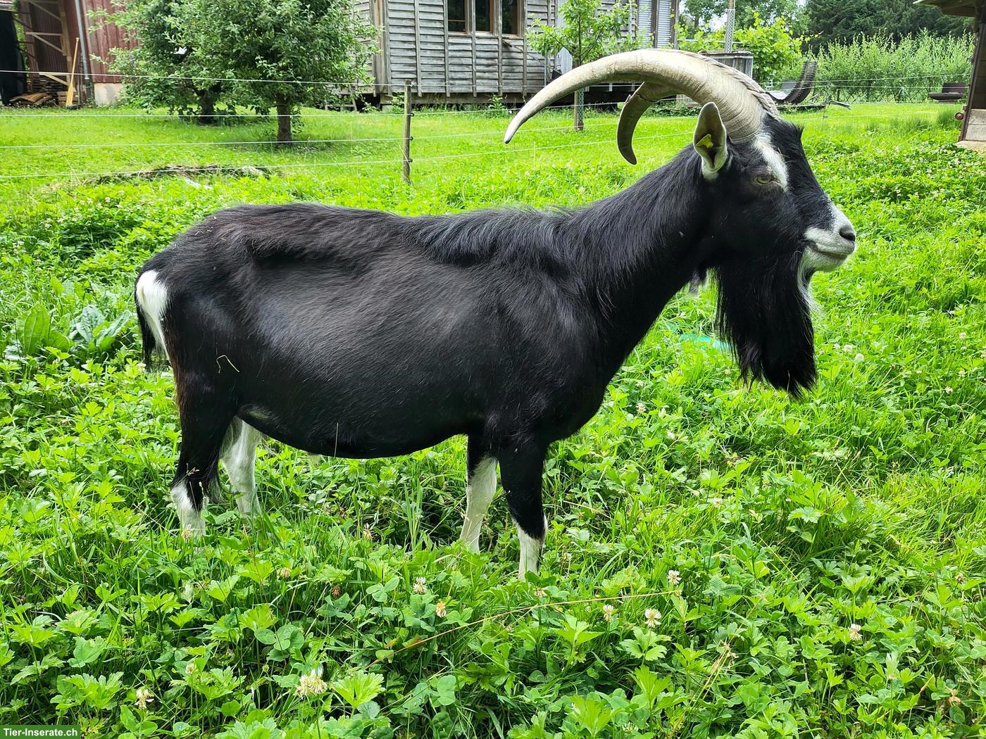 Bündner Strahlenziege: Bock SIRIUS 252.0046 GWB