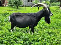 Bündner Strahlenziege: Bock SIRIUS 252.0046 GWB