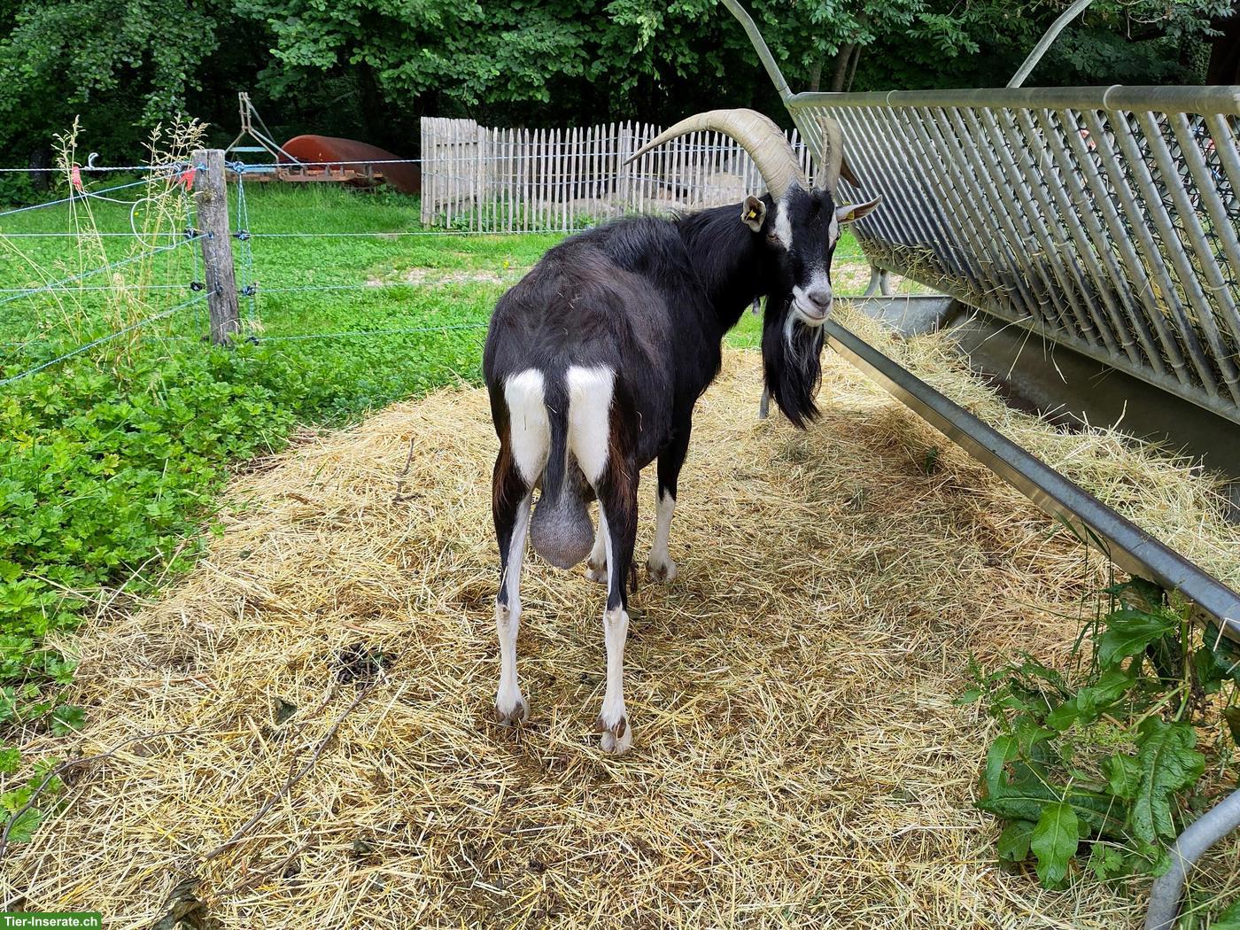 Bild 4: Bündner Strahlenziege: Bock SIRIUS 252.0046 GWB