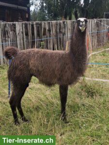 Bild 3: Trekkinglamas, Classic-Lamas, der hitzeresistente Allrounder