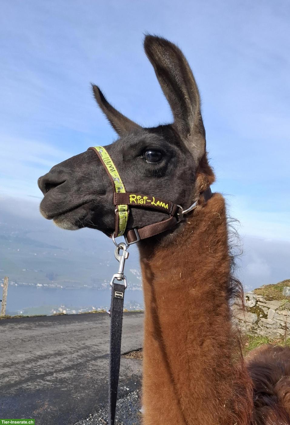 Bild 5: Trekkinglamas, Classic-Lamas, der hitzeresistente Allrounder