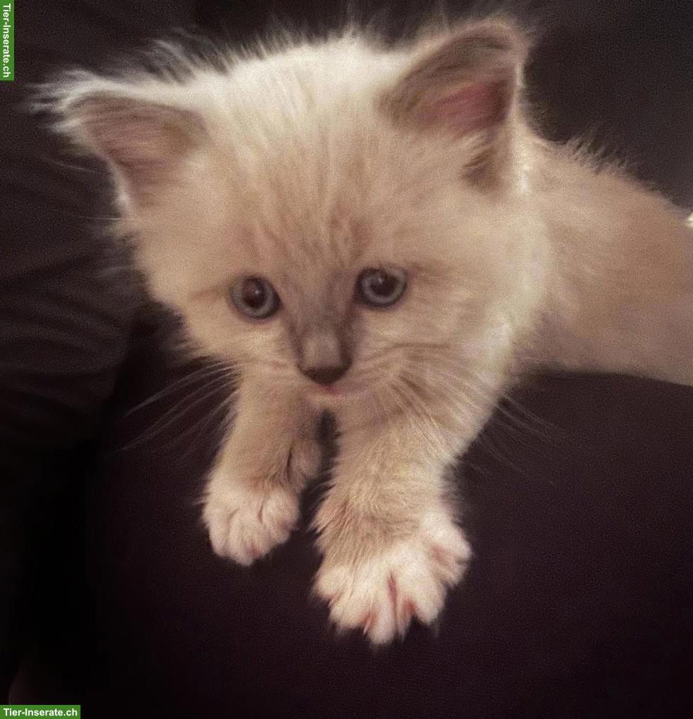 Ragdoll Kitten, Kater zu verkaufen