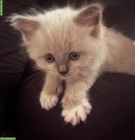 Ragdoll Kitten, Kater zu verkaufen