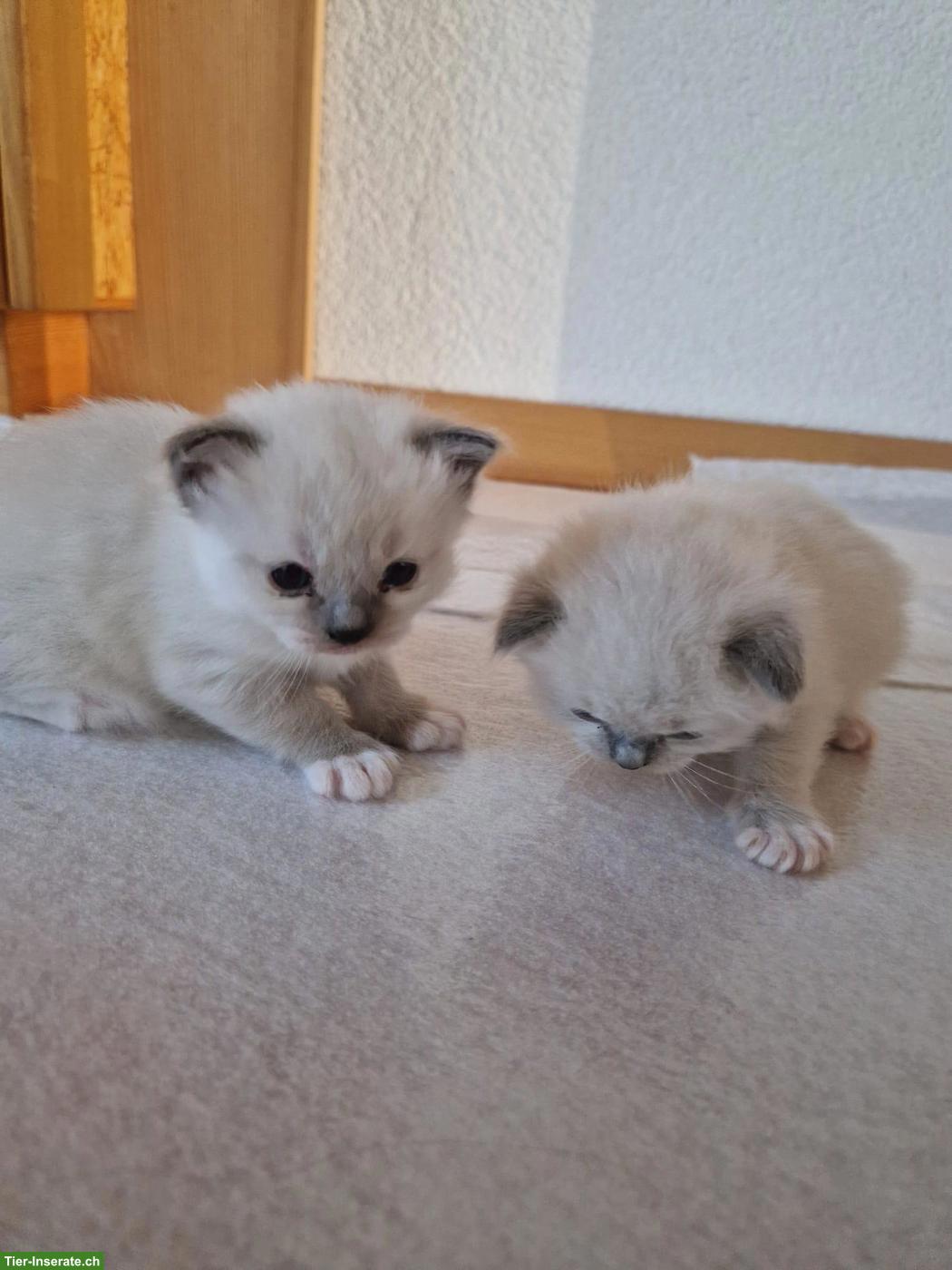 Bild 2: Ragdoll Kitten, Kater zu verkaufen