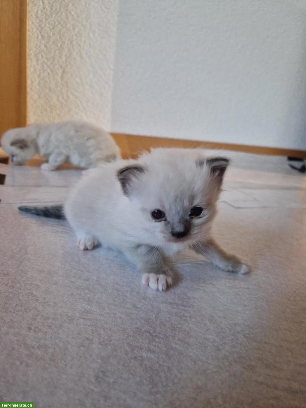 Bild 3: Ragdoll Kitten, Kater zu verkaufen