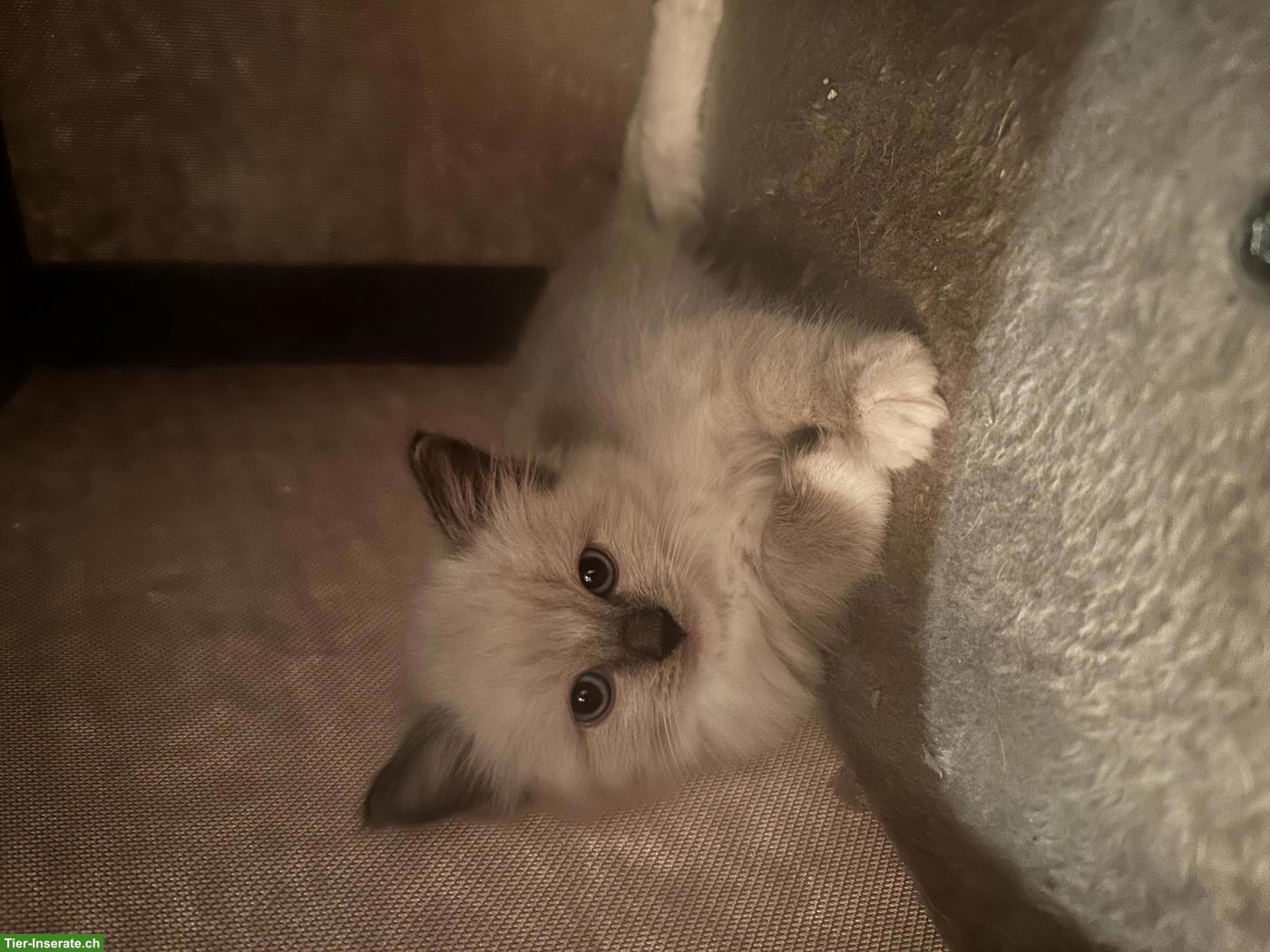 Bild 5: Ragdoll Kitten, Kater zu verkaufen