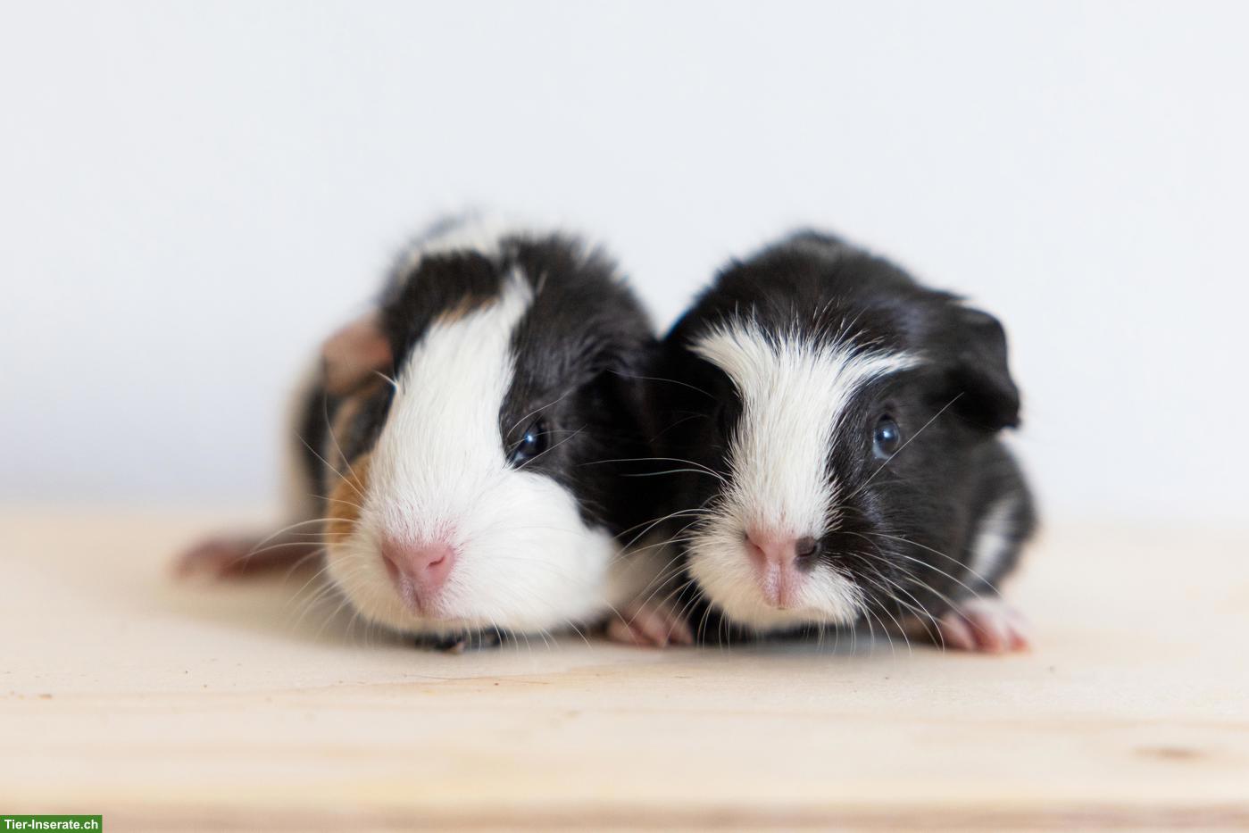2 süsse Meerschweinchen suchen ein schönes Zuhause