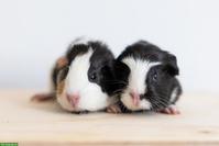2 süsse Meerschweinchen suchen ein schönes Zuhause