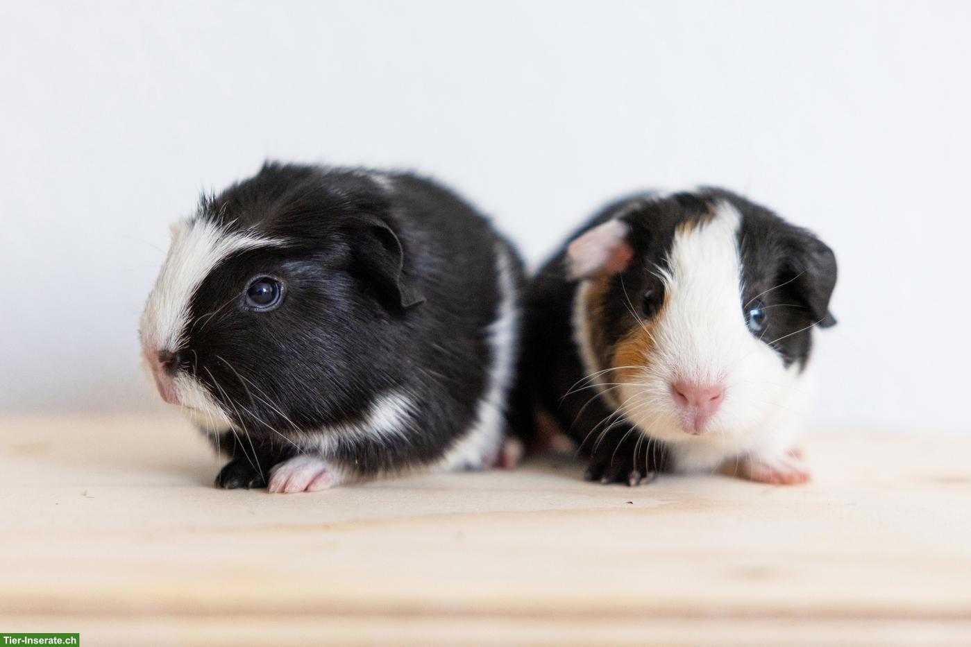 Bild 2: 2 süsse Meerschweinchen suchen ein schönes Zuhause