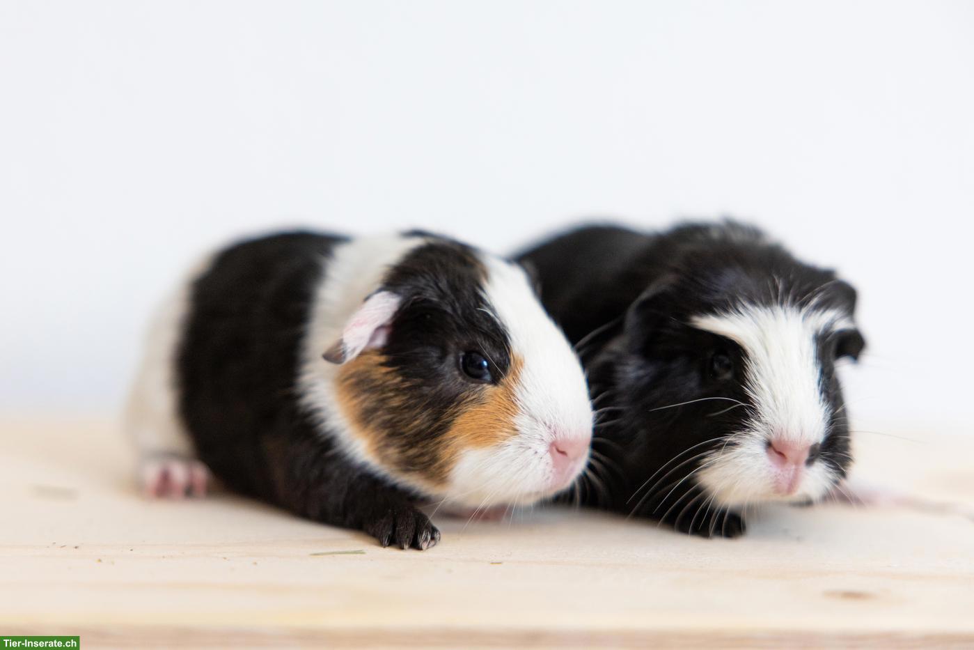 Bild 3: 2 süsse Meerschweinchen suchen ein schönes Zuhause