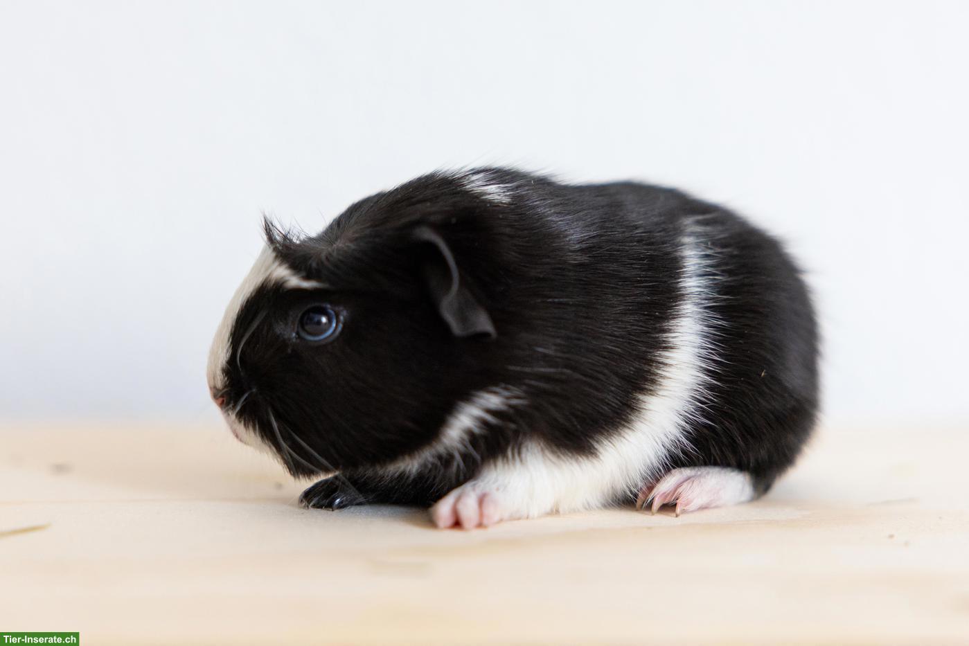 Bild 6: 2 süsse Meerschweinchen suchen ein schönes Zuhause