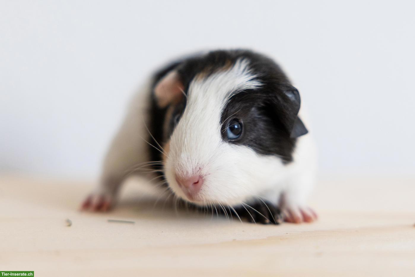 Bild 7: 2 süsse Meerschweinchen suchen ein schönes Zuhause