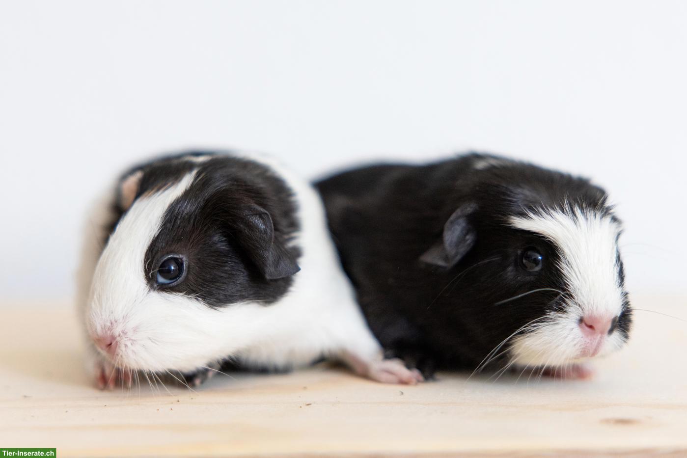 Bild 8: 2 süsse Meerschweinchen suchen ein schönes Zuhause