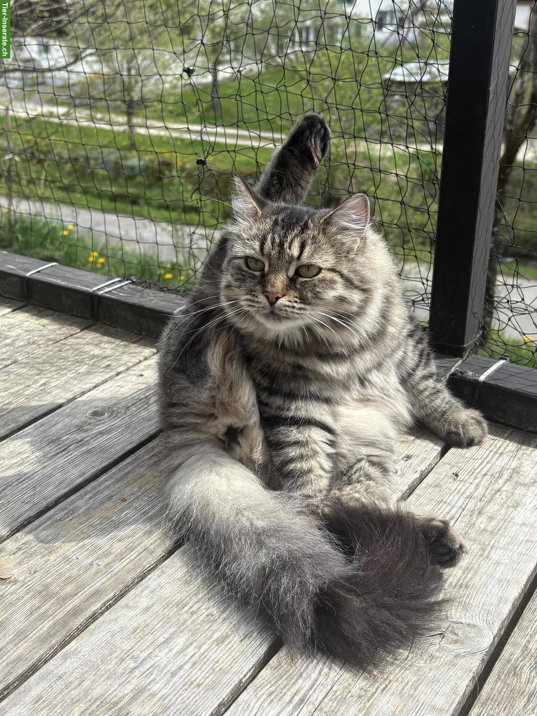 Sibirische Katze mit Stammbaum sucht ihr Paradies